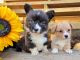 Cardigan Welsh Corgi Puppies for sale in Cleveland, TX, USA. price: NA