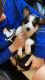 Cardigan Welsh Corgi Puppies for sale in Tampa, FL, USA. price: $1,300