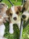 Cardigan Welsh Corgi Puppies for sale in Leonard, MI 48367, USA. price: NA