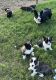 Cardigan Welsh Corgi Puppies for sale in Carthage, TX 75633, USA. price: NA