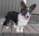 Cardigan Welsh Corgi Puppies for sale in Arden, DE 19810, USA. price: NA