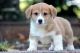 Cardigan Welsh Corgi Puppies for sale in Beaver Creek, CO 81620, USA. price: NA