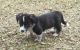 Cardigan Welsh Corgi Puppies for sale in Boise, ID, USA. price: NA