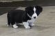 Cardigan Welsh Corgi Puppies for sale in OR-99W, McMinnville, OR 97128, USA. price: NA