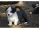Cardigan Welsh Corgi Puppies for sale in Dallas, TX, USA. price: NA