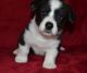 Cardigan Welsh Corgi Puppies for sale in Houston, TX, USA. price: $400