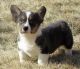 Cardigan Welsh Corgi Puppies for sale in Houston, TX, USA. price: NA