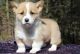 Cardigan Welsh Corgi Puppies for sale in Worcester, MA, USA. price: NA