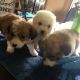 Cardigan Welsh Corgi Puppies for sale in Detroit, MI, USA. price: NA