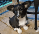 Cardigan Welsh Corgi Puppies for sale in Jacksonville, TX 75766, USA. price: $1,200