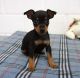 Carlin Pinscher Puppies for sale in Detroit, MI, USA. price: $500