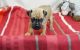 Carlin Pinscher Puppies for sale in Cincinnati, OH, USA. price: $500