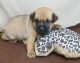 Carlin Pinscher Puppies for sale in Detroit, MI, USA. price: $500