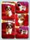 Carolina Dog Puppies for sale in Albuquerque, NM, USA. price: NA