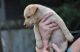 Carolina Dog Puppies for sale in Edison, NJ 08837, USA. price: NA