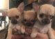 Carolina Dog Puppies for sale in California Ave, South Gate, CA 90280, USA. price: $100