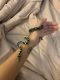 Carpet python Reptiles for sale in Cuyahoga Falls, OH, USA. price: $400