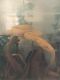 Carpet python Reptiles for sale in Queen Creek, AZ, USA. price: $400