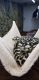 Carpet python Reptiles for sale in Robesonia, PA 19551, USA. price: $300