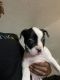 Catahoula Bulldog Puppies for sale in Summerville, SC, USA. price: $400