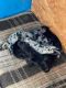 Catahoula Bulldog Puppies for sale in Pullman, MI 49450, USA. price: $350