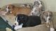 Catahoula Bulldog Puppies for sale in Sturgis, MI 49091, USA. price: $500