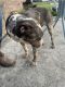 Catahoula Bulldog Puppies for sale in Immokalee, FL 34142, USA. price: $300
