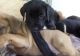 Catahoula Bulldog Puppies for sale in Baltimore, MD, USA. price: NA