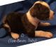 Catahoula Bulldog Puppies for sale in Detroit, MI, USA. price: $500