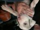 Catahoula Bulldog Puppies for sale in Concord, CA, USA. price: NA