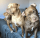 Catahoula Bulldog Puppies
