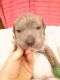 Catahoula Bulldog Puppies for sale in 154 Corinth Dr, Augusta, GA 30906, USA. price: NA