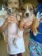 Catahoula Bulldog Puppies for sale in Ormond Beach, FL 32174, USA. price: NA