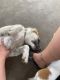Catahoula Bulldog Puppies for sale in Perryville, MO 63775, USA. price: $50