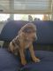 Catahoula Bulldog Puppies for sale in Miami Beach, FL, USA. price: $500