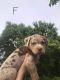 Catahoula Bulldog Puppies for sale in Malakoff, TX, USA. price: $100