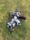 Catahoula Cur Puppies for sale in Villisca, IA 50864, USA. price: $200