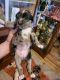 Catahoula Cur Puppies for sale in Paradise, TX 76073, USA. price: $20,000