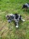 Catahoula Cur Puppies for sale in Chetek, WI 54728, USA. price: $500