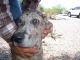 Catahoula Cur Puppies for sale in Surprise, AZ, USA. price: $600