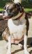 Catahoula Cur Puppies for sale in Lakeland, FL, USA. price: NA