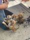 Catahoula Cur Puppies for sale in Fort Worth, TX, USA. price: $100