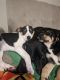 Catahoula Cur Puppies for sale in 11139 NW 39th St, Sunrise, FL 33351, USA. price: NA