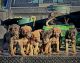 Catahoula Cur Puppies for sale in Marana, AZ, USA. price: NA