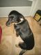 Catahoula Cur Puppies for sale in Tyler, TX 75704, USA. price: NA