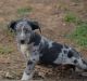 Catahoula Cur Puppies for sale in Crowley, Texas. price: $800