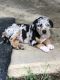 Catahoula Cur Puppies for sale in Liberty, MS 39645, USA. price: NA