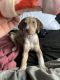 Catahoula Cur Puppies for sale in Orlando, FL, USA. price: $100