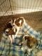 Catahoula Cur Puppies for sale in Austin, TX, USA. price: NA