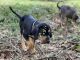 Catahoula Cur Puppies for sale in Atmore, AL 36502, USA. price: NA
